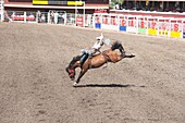 Bareback-Reiter, Calgary Stampede Rodeo, Calgary, Alberta, Kanada