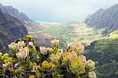 A Plant Overlooking Kalalau Valley; Na Pali Coast, Kauai, Hawaii