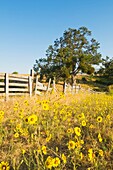 Sonnenblumen im Feld bei Ashland, Oregon, USA