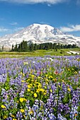 Mount Rainier National Park, Washington, United States Of America; Wildflowers In Paradise Park With Mount Rainier In The Background