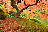 Portland, Oregon, Vereinigte Staaten Von Amerika; Portland Japanischer Garten Im Herbst