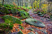 An Abandoned Millstone Along A Path In Peak District National Park In Autumn; Derbyshire, England