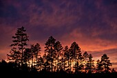 Ponderosa Pine Trees Against A Sunset