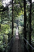 Skywalk High In The Canopy At Monte Verde Cloud Forest