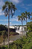 Iguacu Falls And Palm Trees