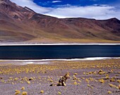 Andean Fox Infront Of Laguna Miscante