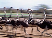 Running Ostriches Farm Largest Outside Africa