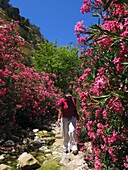 Woman Walking Amongst Pink Flowering Shrubs