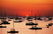 Silhouetted Sailboats In Darwin Harbor