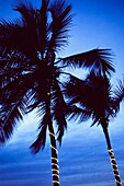 Palm Trees Decorated With Christmas Lights