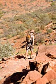 Männlicher Rucksacktourist beim Abstieg von Felsen im Kings Canyon