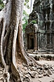 Alter Baum in einem Tempel in Kambodscha