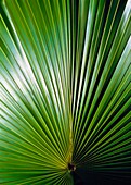 Detail eines Palmblattes im Amazonas-Regenwald.