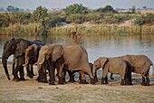 African Elephants By Lake