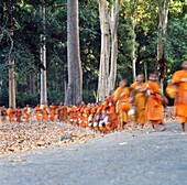 Buddhist Monks Walking In Line Through Forest