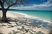 Baum am Strand