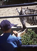 Boy Watching Zebra At Local Zoo