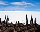 Uyuni Salt Flat und Kakteen