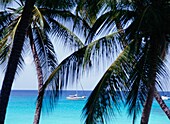 Sail Boat As Seen Through Palm Trees