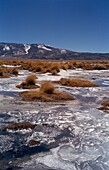 Semi Frozen Lake In Altiplano Near San Pedro De Atacama