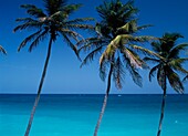 View Through Palm Trees Towards Sea