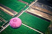 Rosa Heißluftballon mit Feldern unter ihm, Luftaufnahme