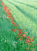 Line Of Poppies Beside Field