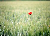 Red Poppy In Wheat Field