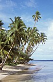 Fidschi, Palmen am Strand; Vanua Levu