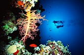 Divers Holding Hands Swimming Behind Pink Soft Coral