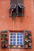 Pflanzen auf der Fensterbank