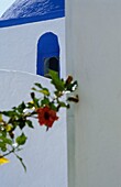Whitewashed Building And Flower, Close Up
