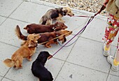 Person geht mit Hunden auf einem Fußweg spazieren, Hastings