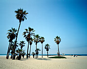 Palmen am Strand von Venice