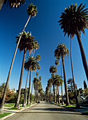 Blick auf eine von Palmen gesäumte Straße