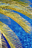 Palm Tree, South Beach, Close Up