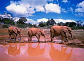 Brown Baby Elephants Walking By Pond