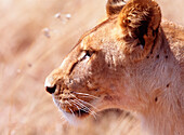 Lioness Staring Intently At Passing Gazelle, Close Up