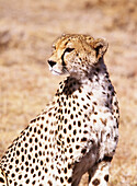 Cheetah In Maasai Mara Game Reserve