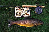 Wild Brown Trout And Fishing Rod