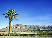 Palm Tree And Mountains In Draa Valley