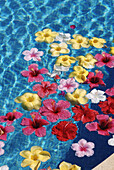 Flowers Floating In Water, Close Up