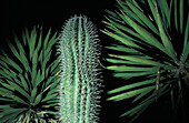 Cacti; Mexico