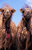 Two Bactrian Camels
