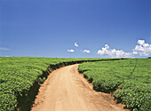 Track in der Mitte des Lujeri Tea Estate