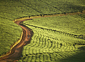 Track durch die Lujeri Tea Estate in der Morgendämmerung