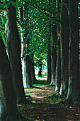 Tree Lined Path In Apeldoorn