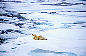 Eisbär rollt auf Gletscher herum