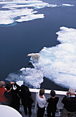 Eisbär auf Packeis, vom Schiff aus gesehen