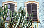 Grünes Gebäude mit zwei verschlossenen Fenstern und Kaktus
